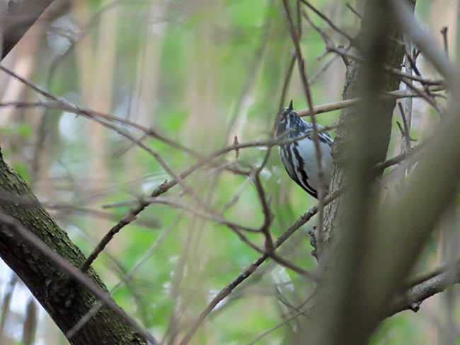 Black-and-white Warbler - ML618404719