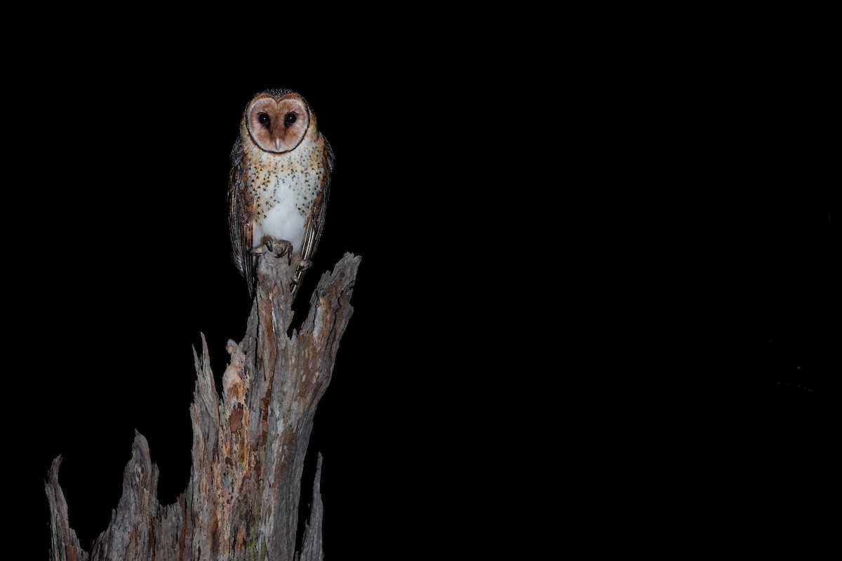 Australian Masked-Owl - ML618404723