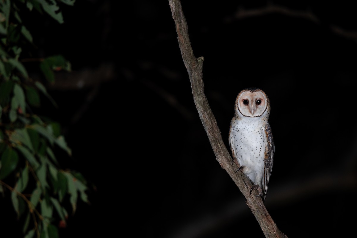 Australian Masked-Owl - ML618404724