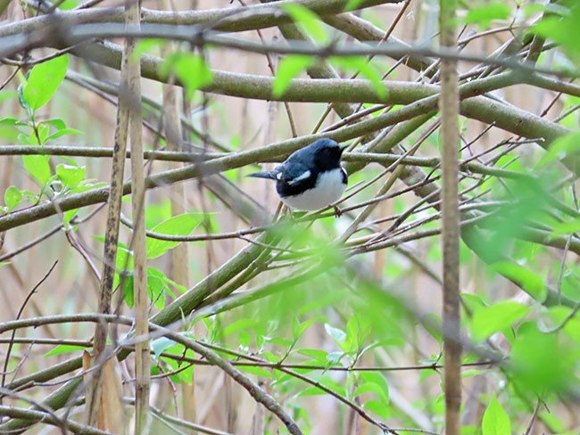 Black-throated Blue Warbler - ML618404729
