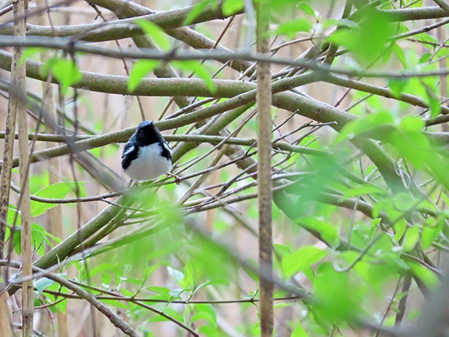 Black-throated Blue Warbler - ML618404738