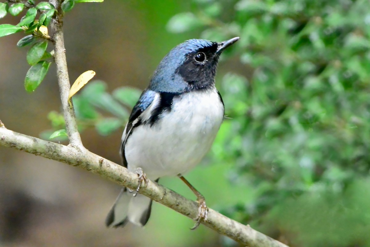 Black-throated Blue Warbler - ML618404755