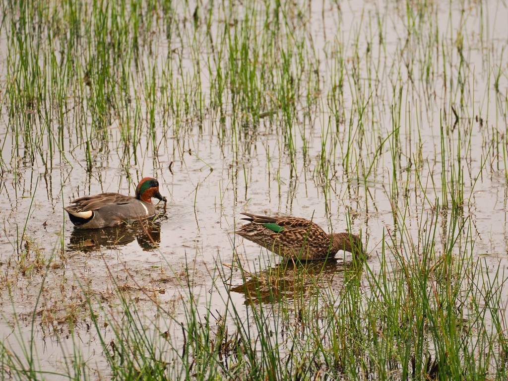 Green-winged Teal - ML618404777