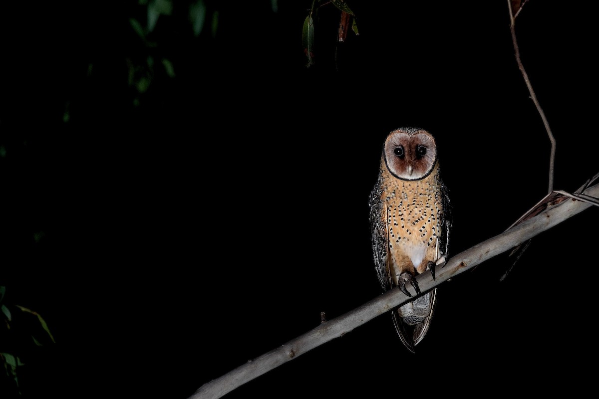 Australian Masked-Owl - ML618404803