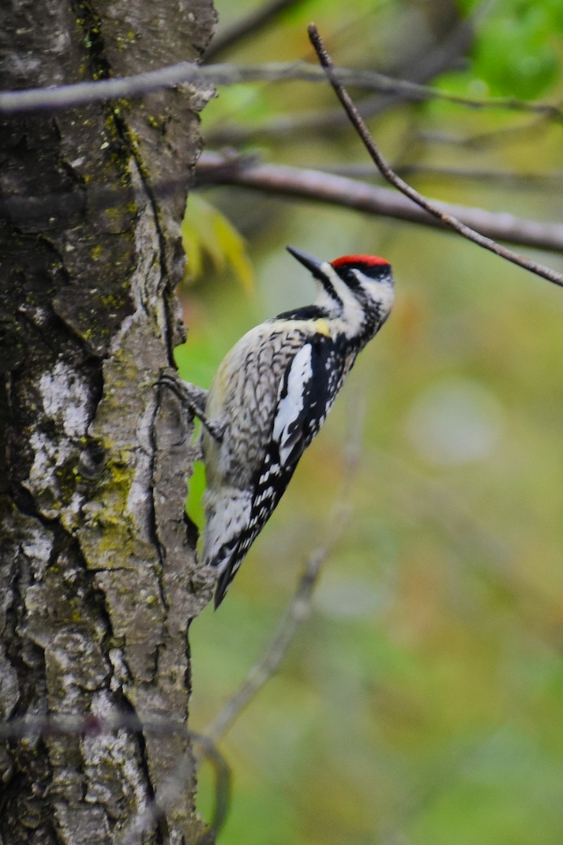 Red-bellied Woodpecker - Ryan Dziedzic