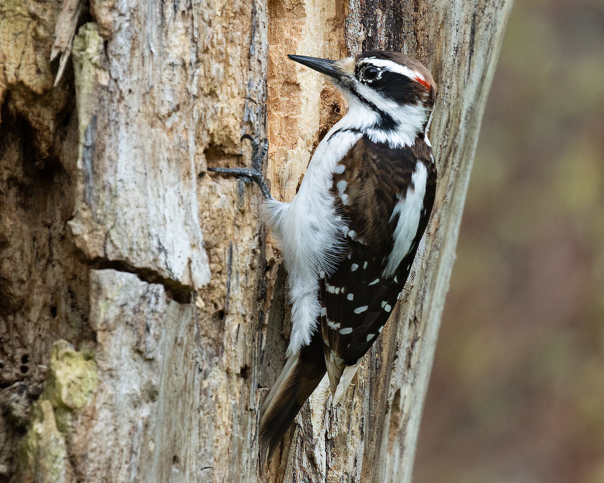 Hairy Woodpecker - ML618404864