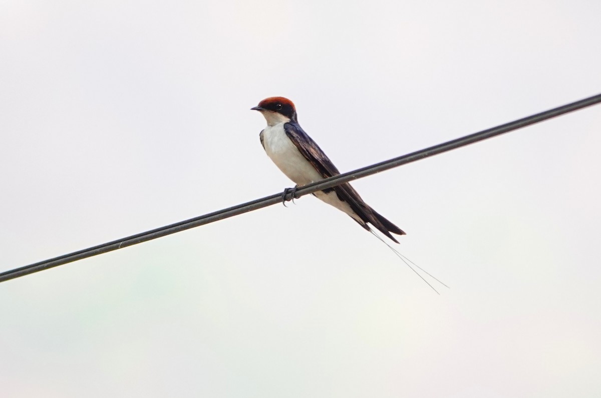Wire-tailed Swallow - ML618404881