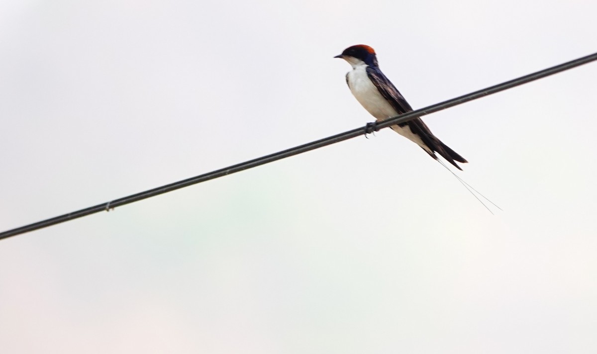Wire-tailed Swallow - ML618404882