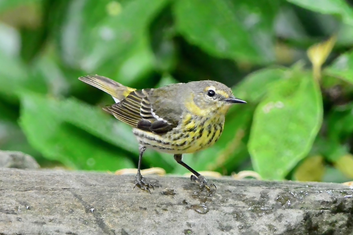 Cape May Warbler - ML618404893