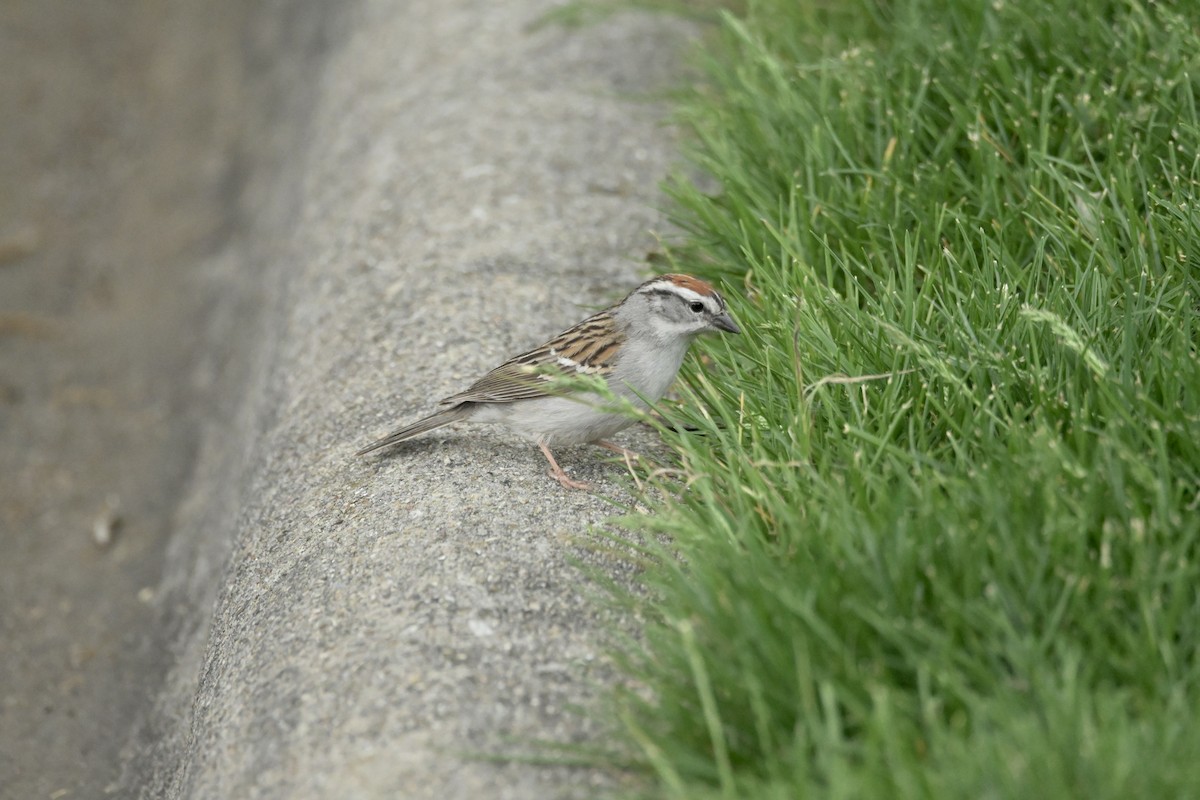 Chipping Sparrow - ML618404905