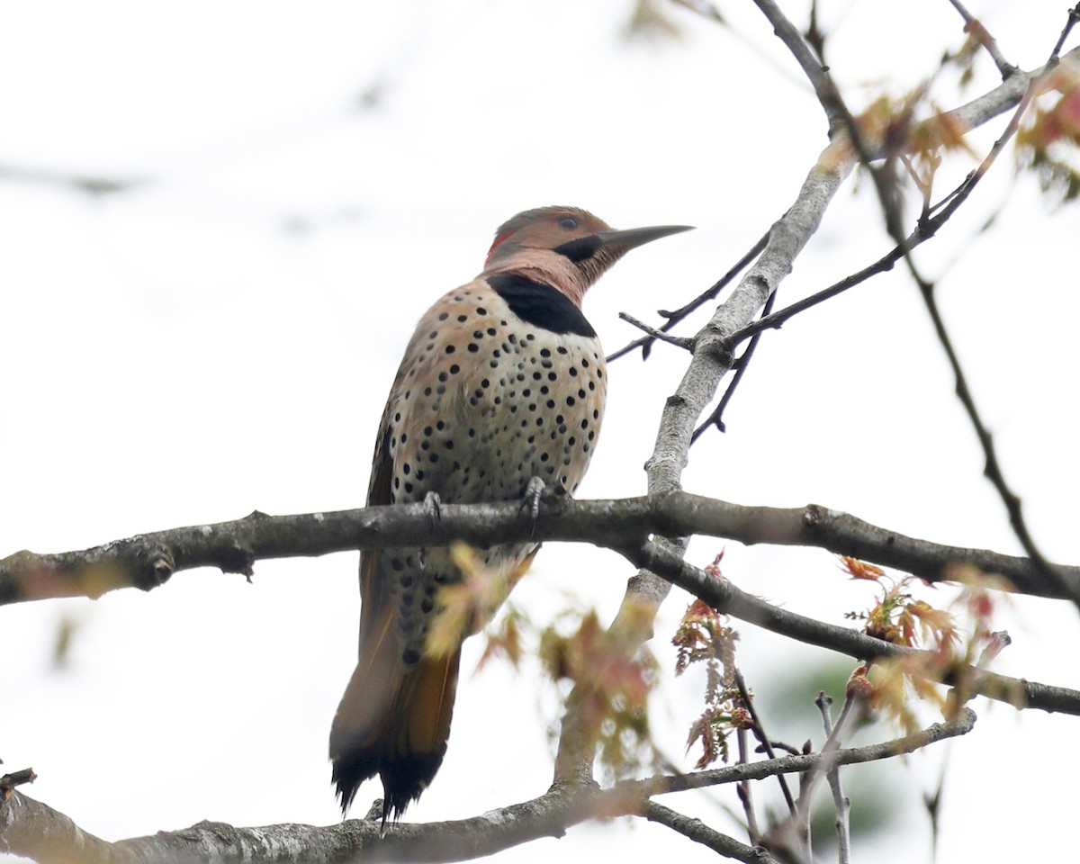 Northern Flicker (Yellow-shafted) - ML618404907