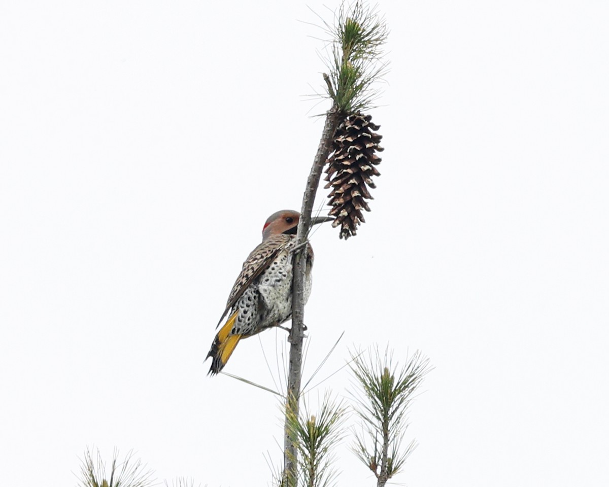Northern Flicker (Yellow-shafted) - ML618404911