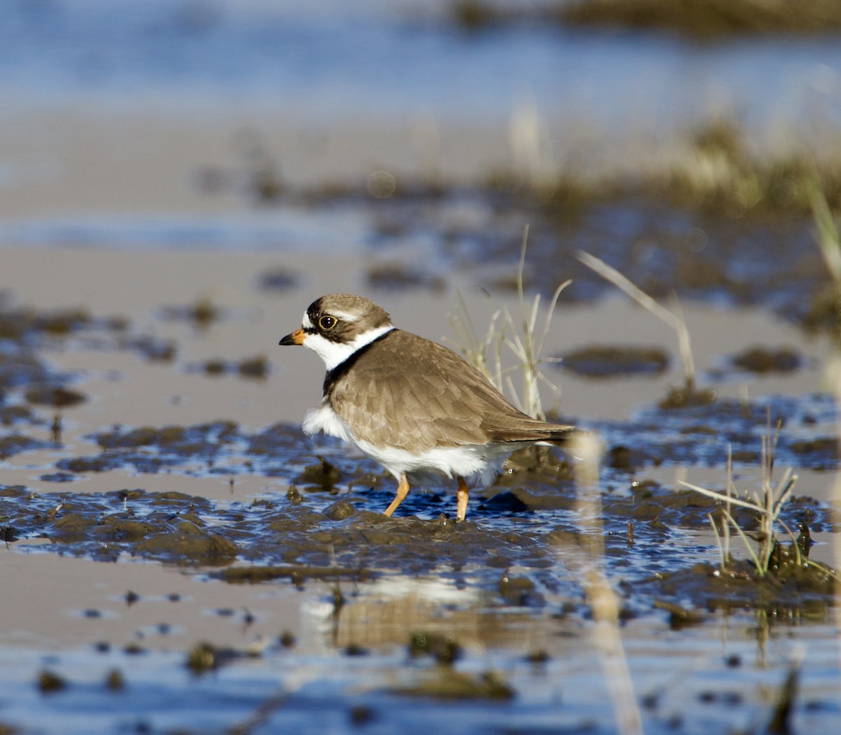 Semipalmated Plover - ML618404918