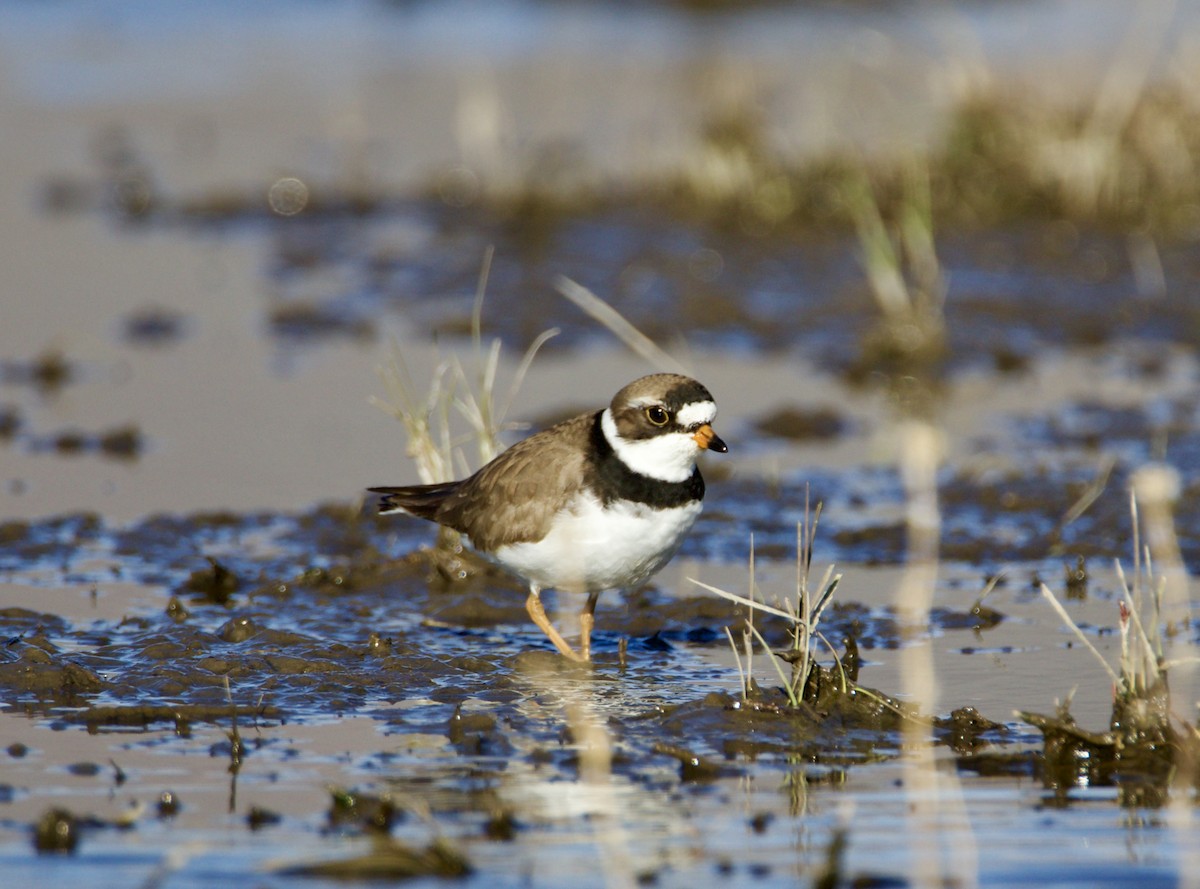 Semipalmated Plover - ML618404919