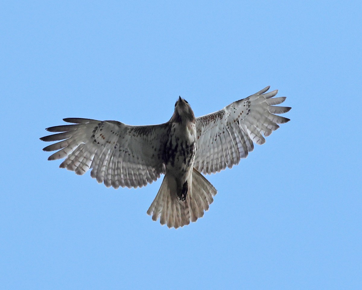 Red-tailed Hawk - ML618404924