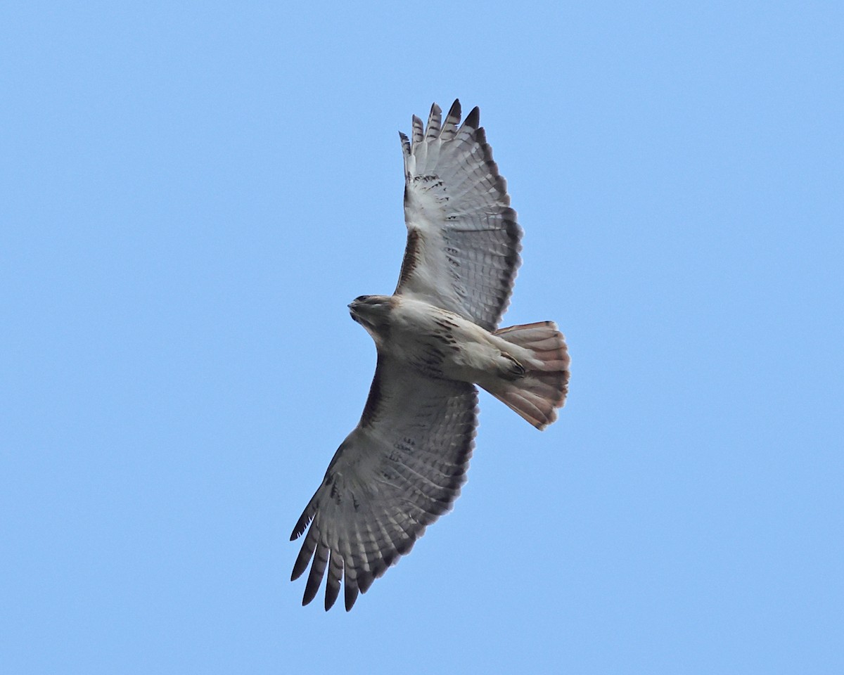 Red-tailed Hawk - ML618404932