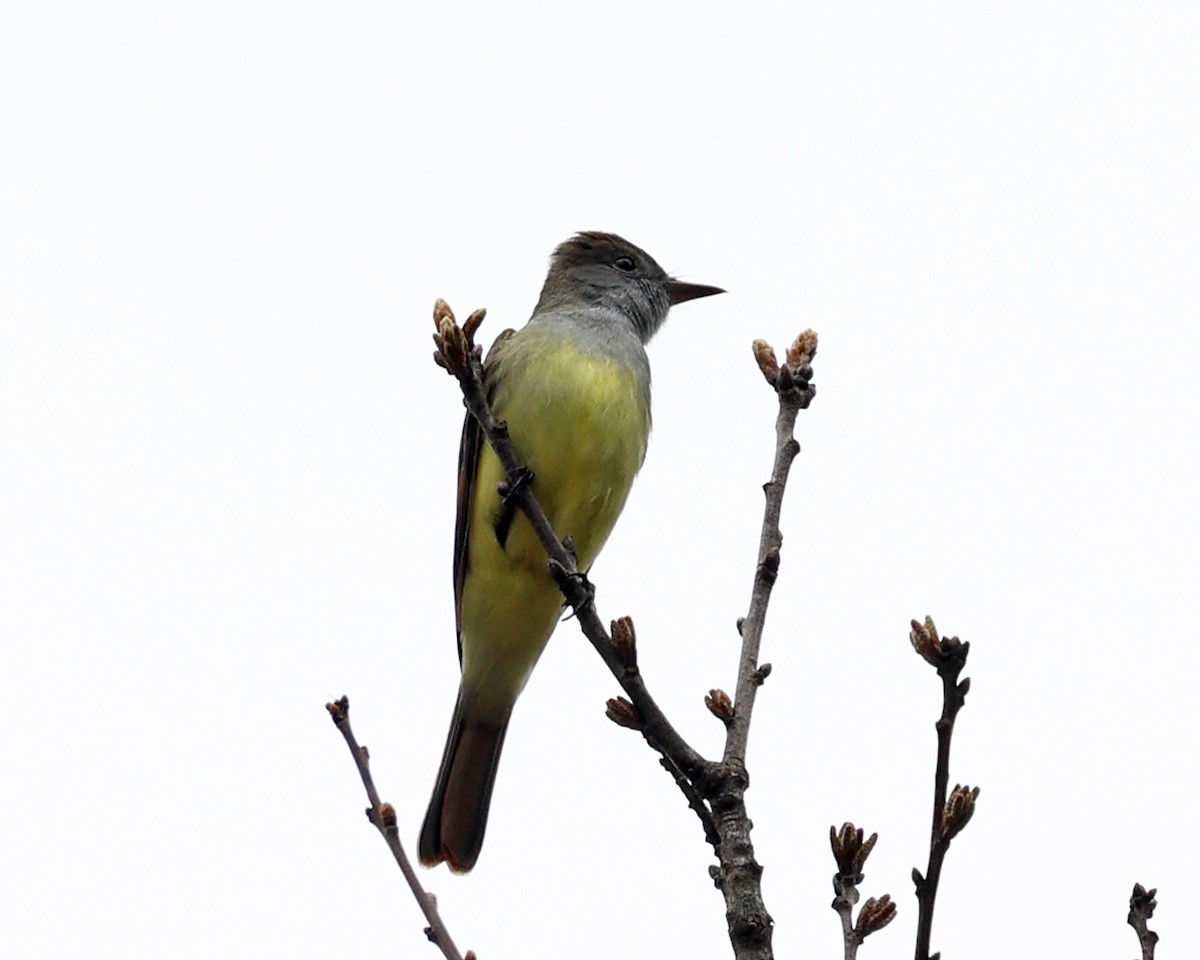 Great Crested Flycatcher - ML618404941