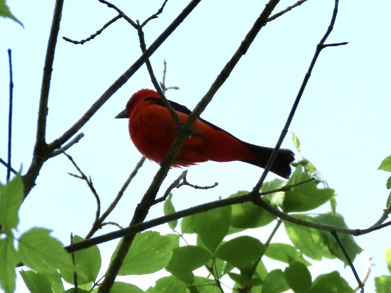 Scarlet Tanager - ML618404953