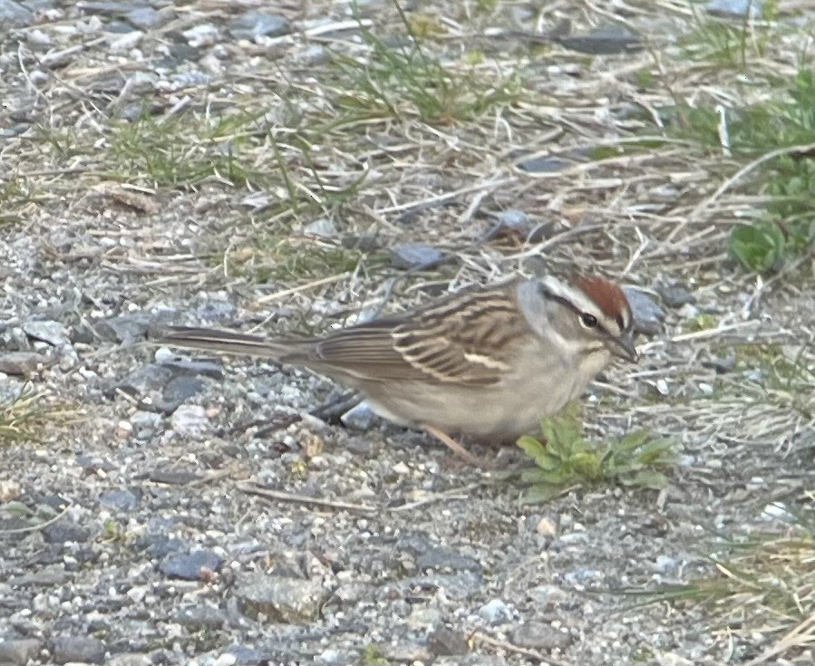 Chipping Sparrow - ML618404954