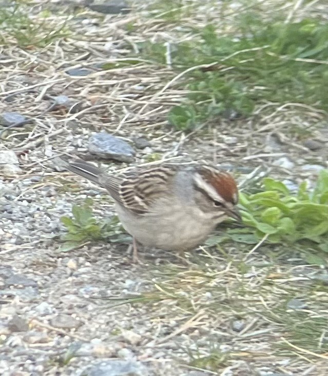 Chipping Sparrow - ML618404955