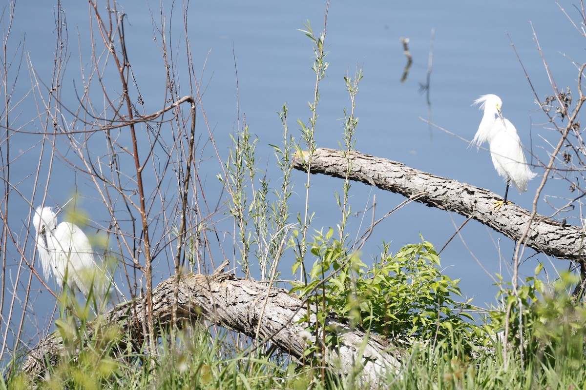 Snowy Egret - Deb Youngblut