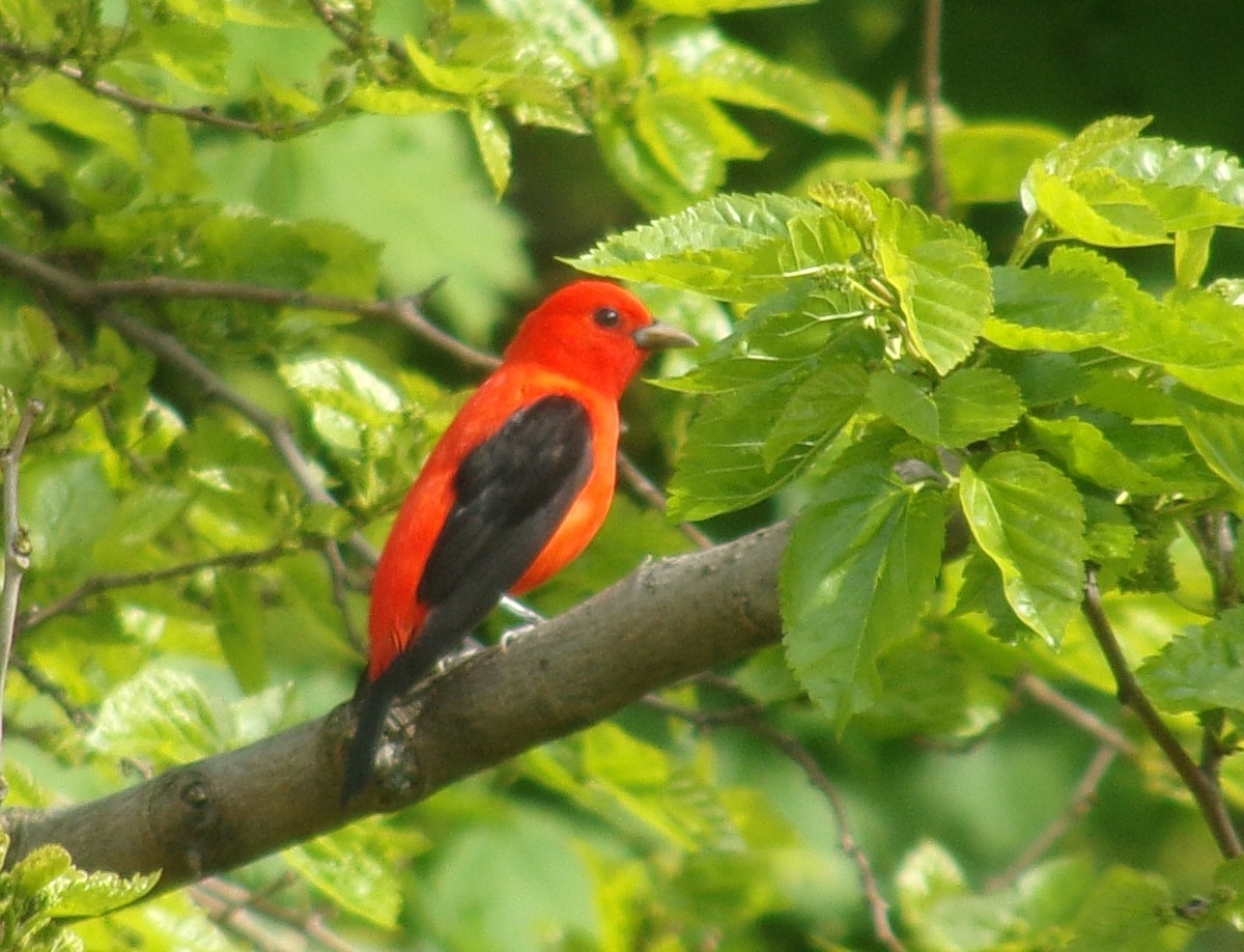 Scarlet Tanager - ML618405018