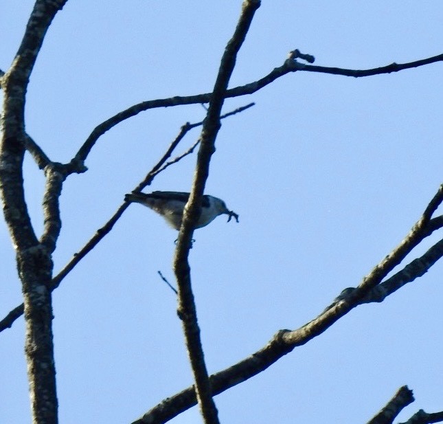 White-breasted Nuthatch - ML618405023