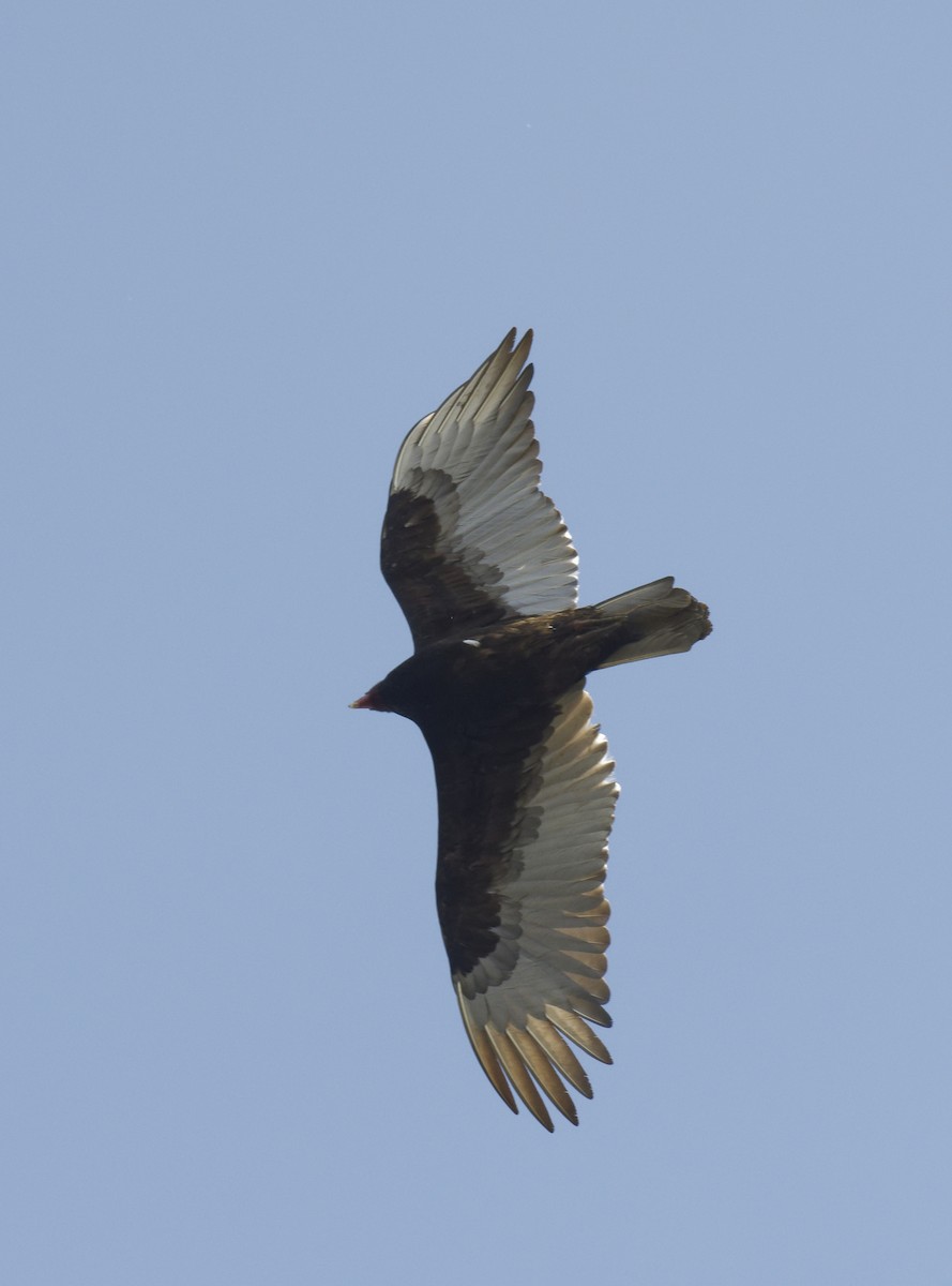 Turkey Vulture - ML618405025