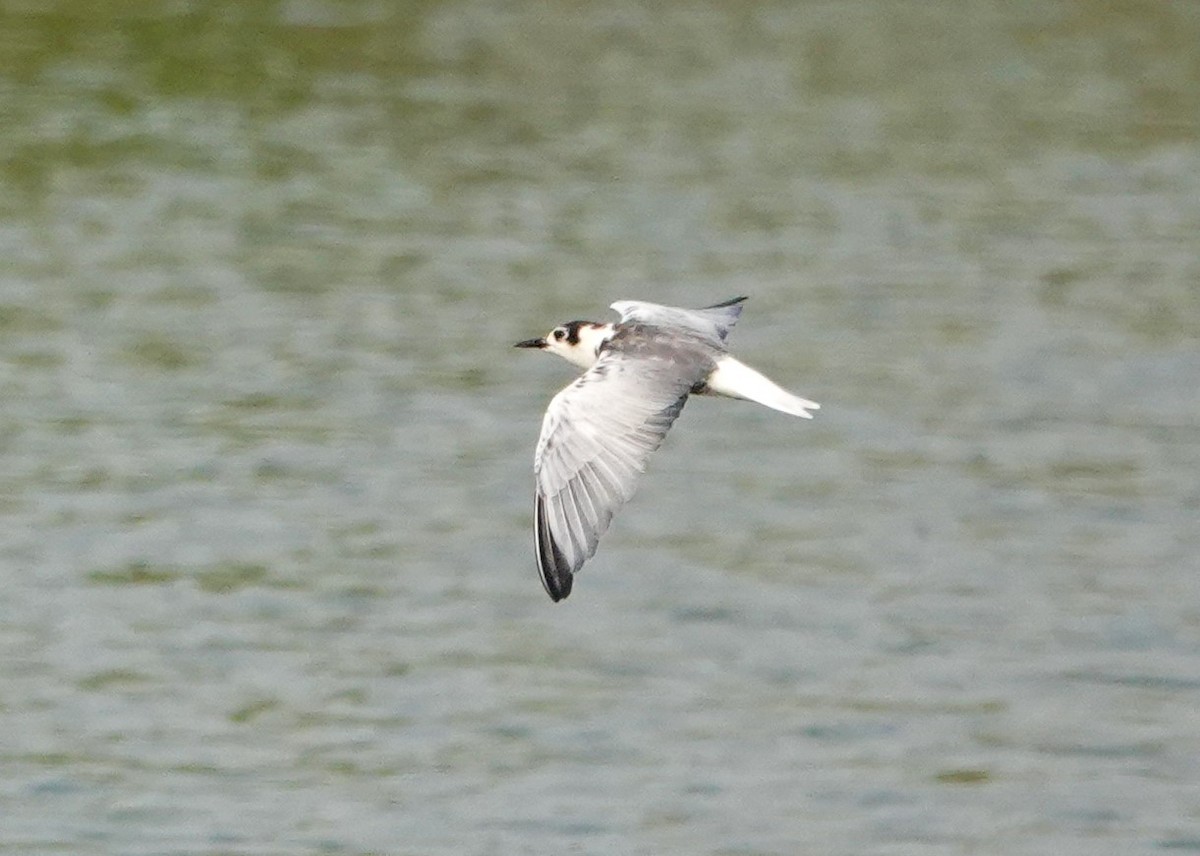 White-winged Tern - Peter Burke