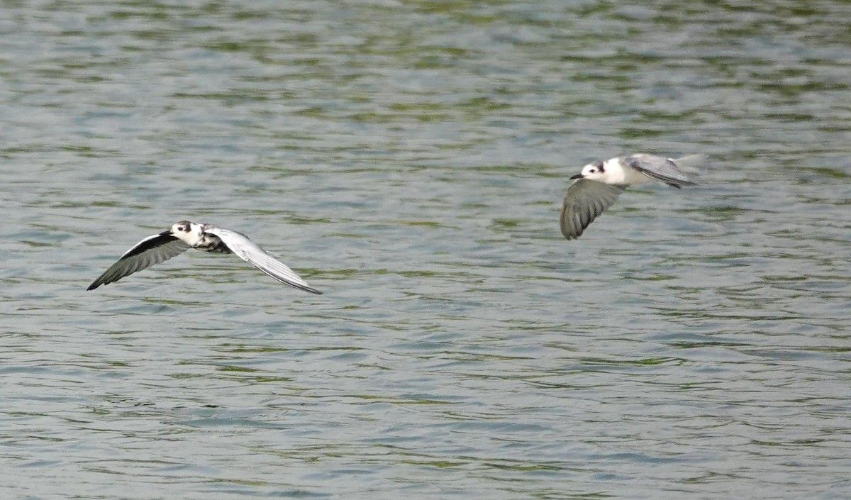 White-winged Tern - ML618405062