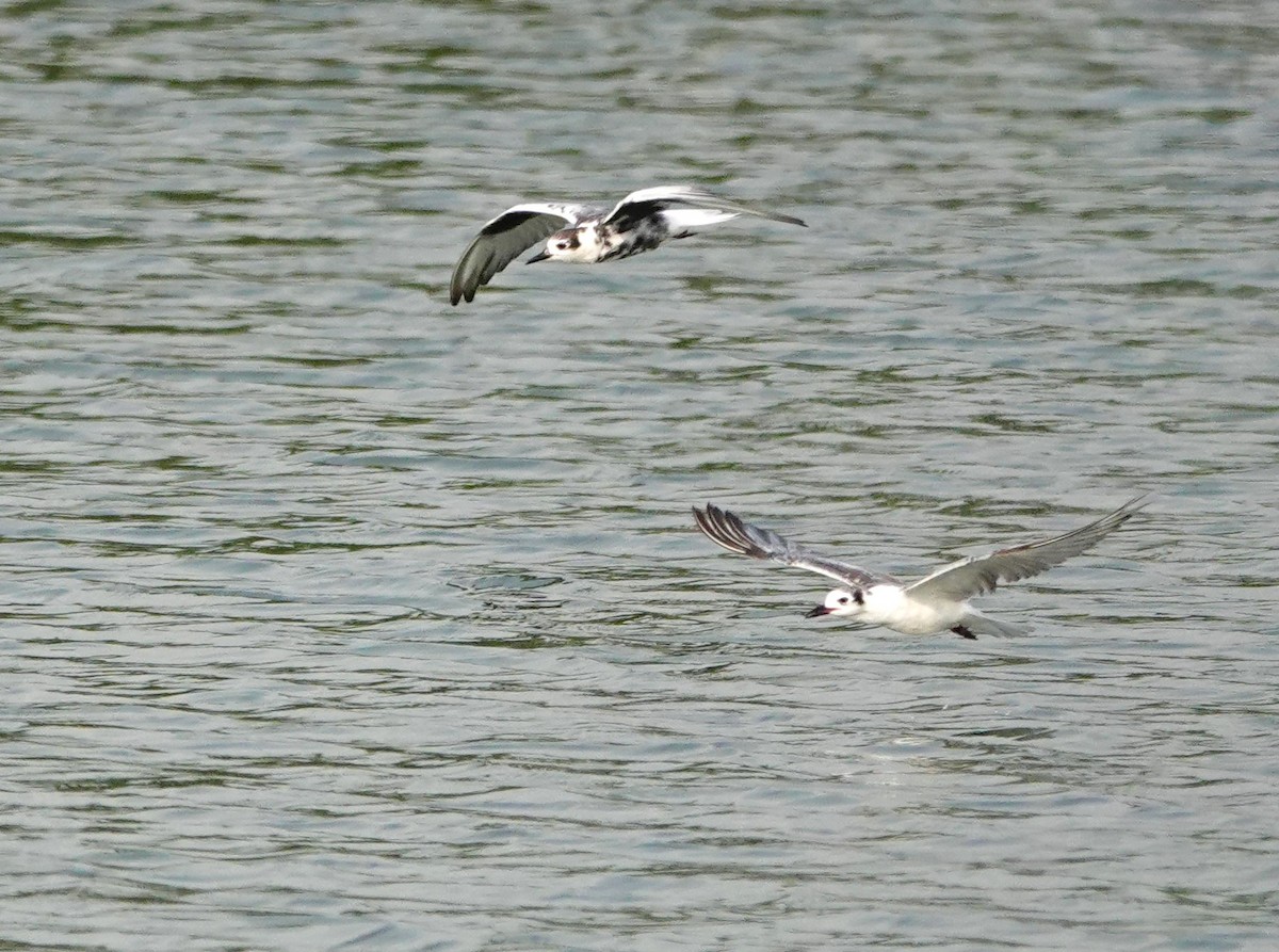 White-winged Tern - ML618405063