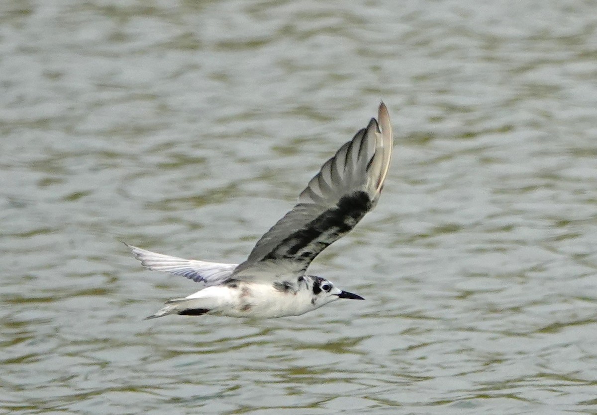 White-winged Tern - ML618405064
