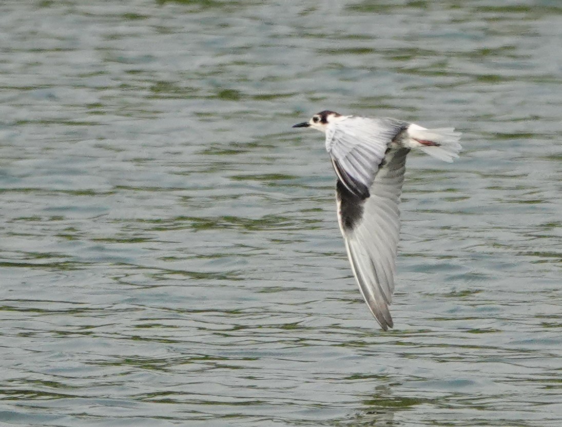 White-winged Tern - ML618405065