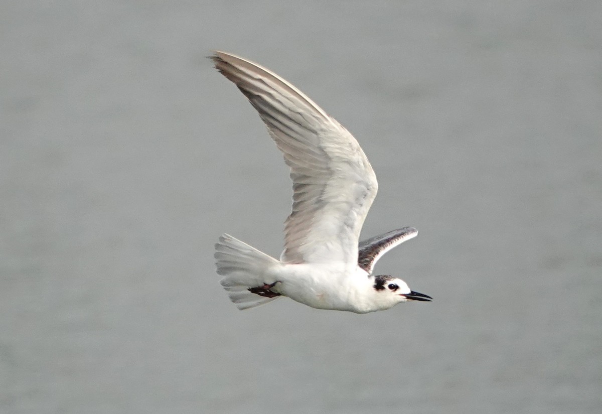White-winged Tern - ML618405066