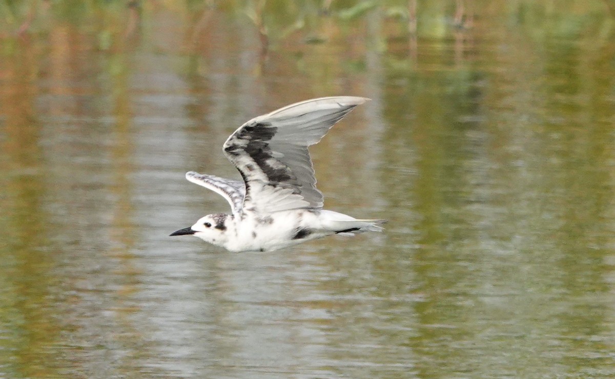 White-winged Tern - ML618405067