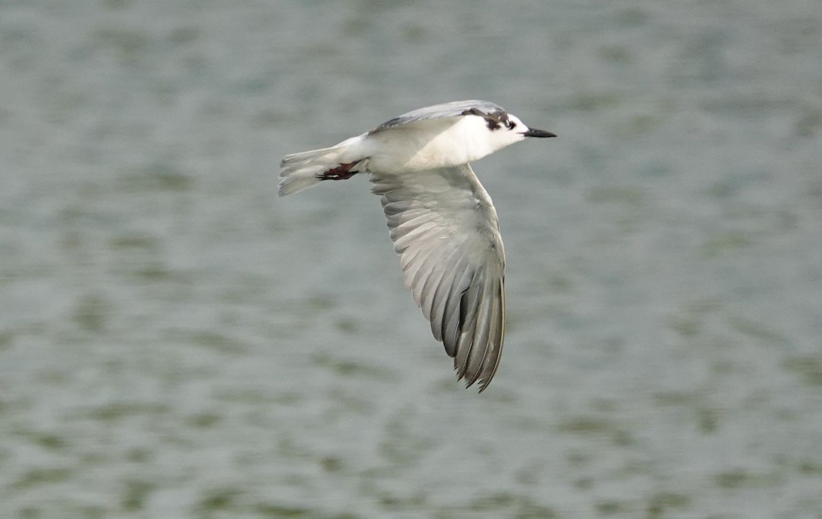 White-winged Tern - ML618405069