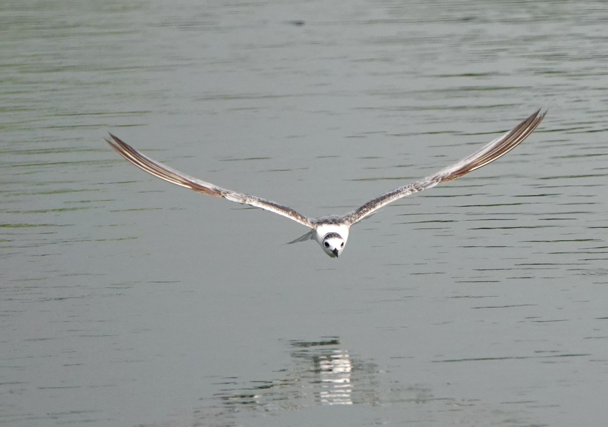 White-winged Tern - ML618405070