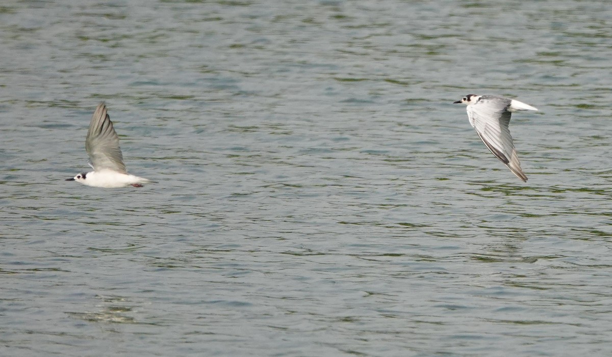 White-winged Tern - ML618405071