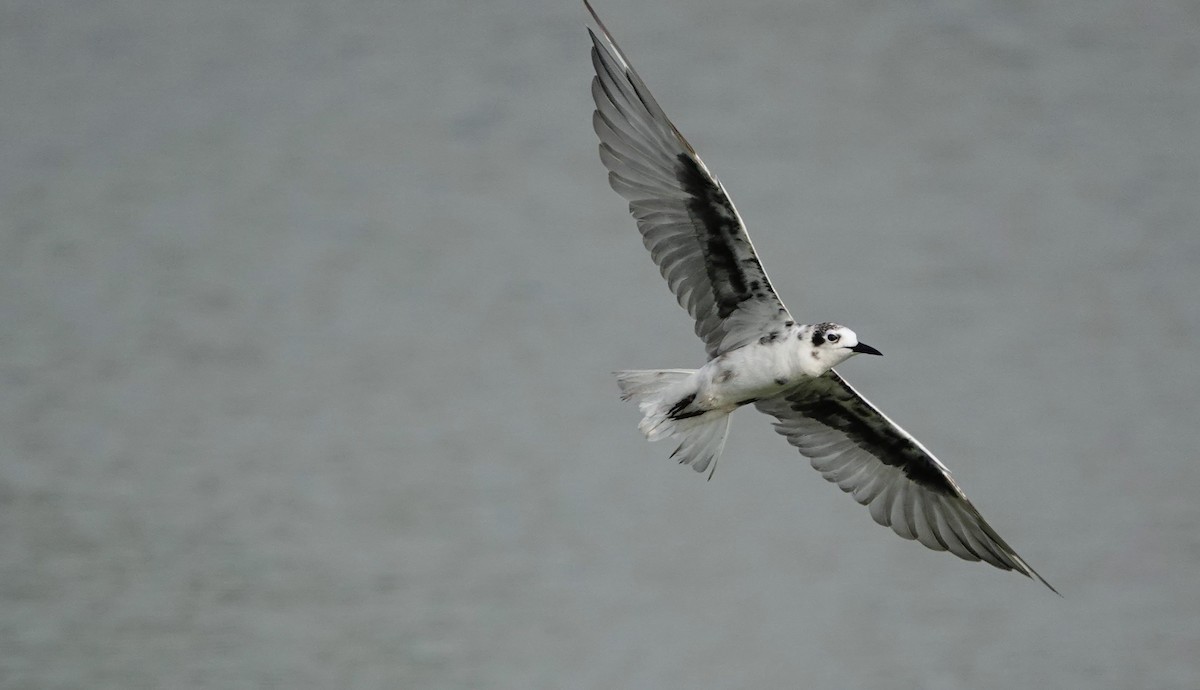 White-winged Tern - ML618405072