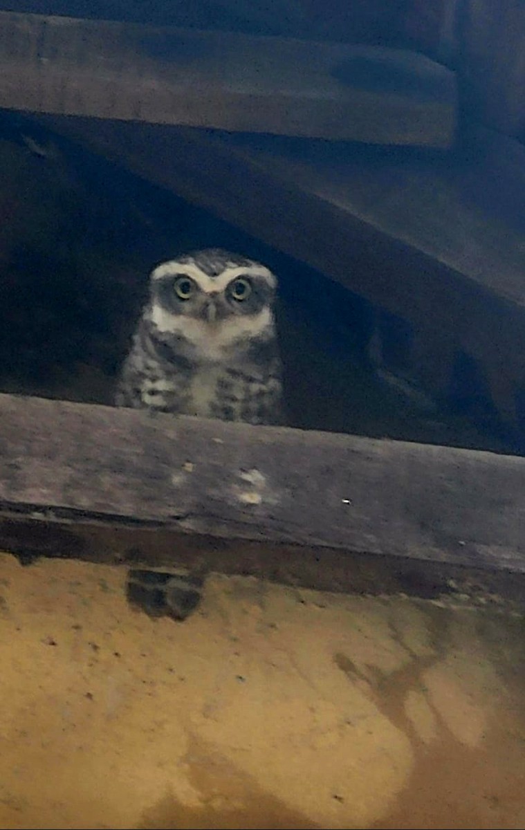 Spotted Owlet - VINOD KUMAR