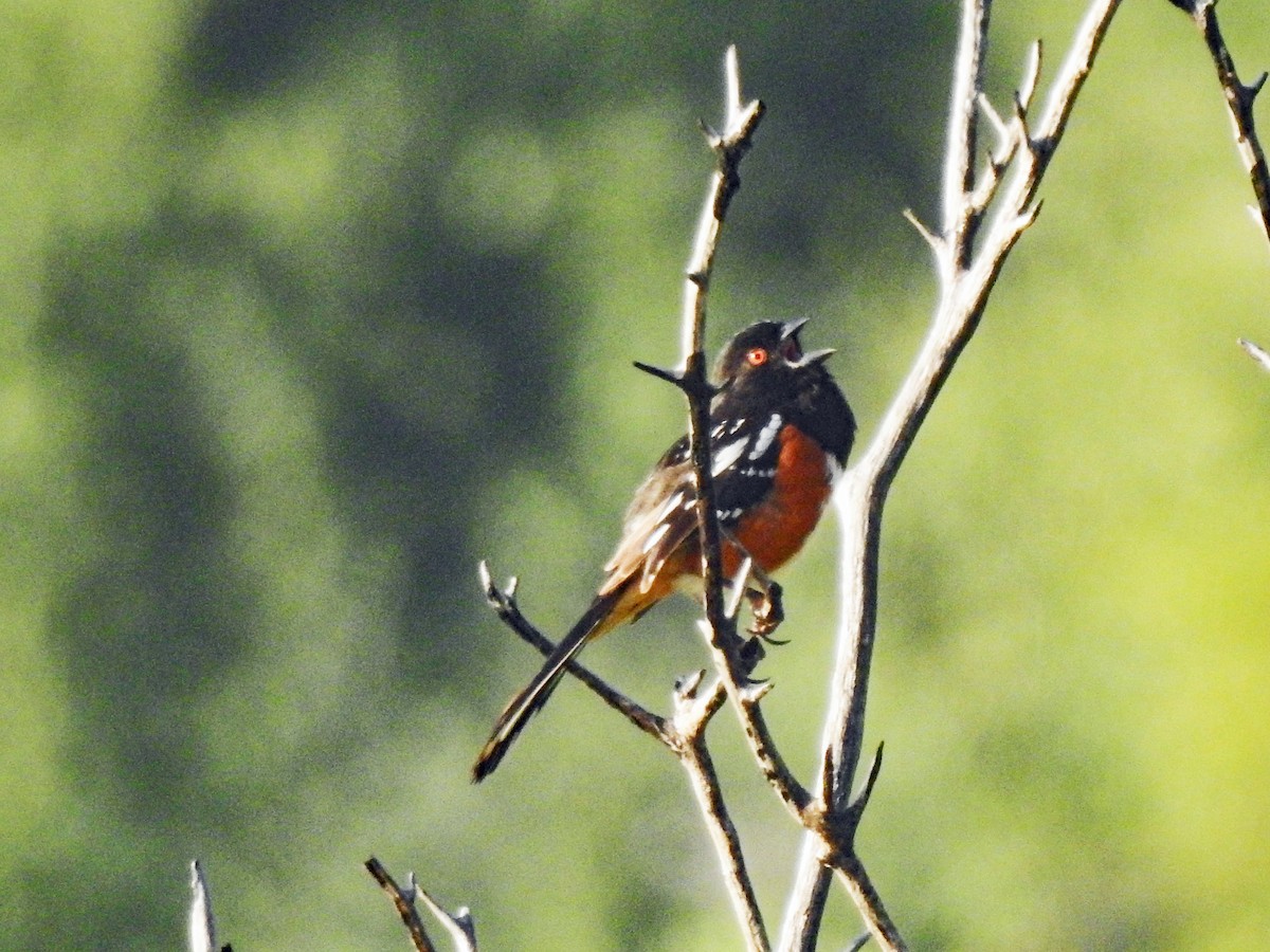 Spotted Towhee - ML618405104