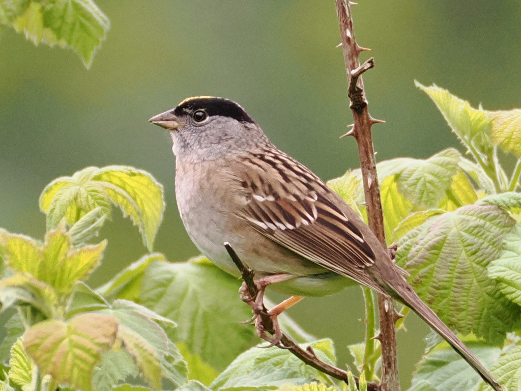 Golden-crowned Sparrow - ML618405116