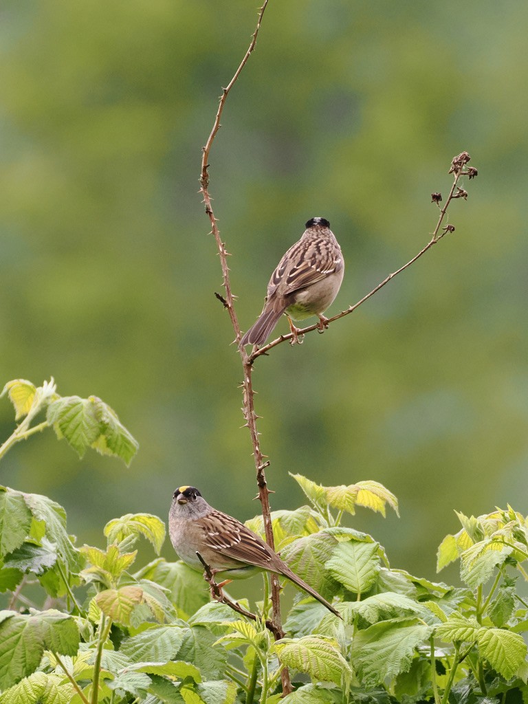 Golden-crowned Sparrow - ML618405120