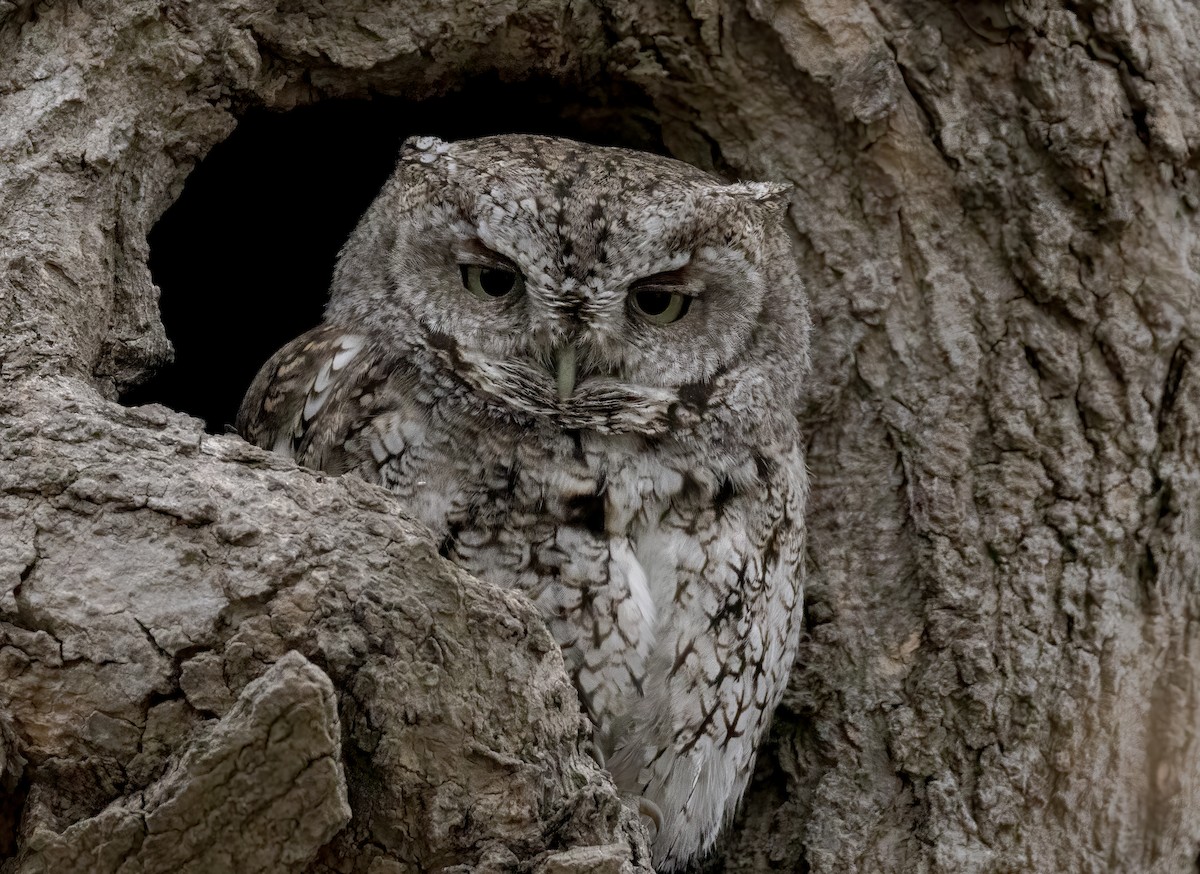 Eastern Screech-Owl (Northern) - ML618405187