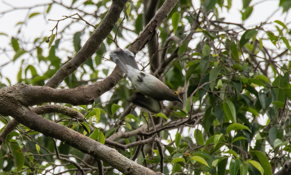 Philippine Green-Pigeon - ML618405193