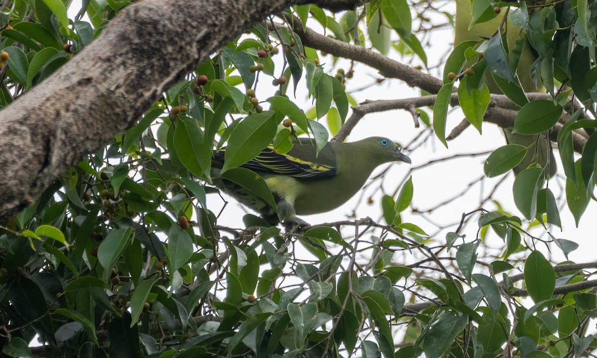 Philippine Green-Pigeon - ML618405194