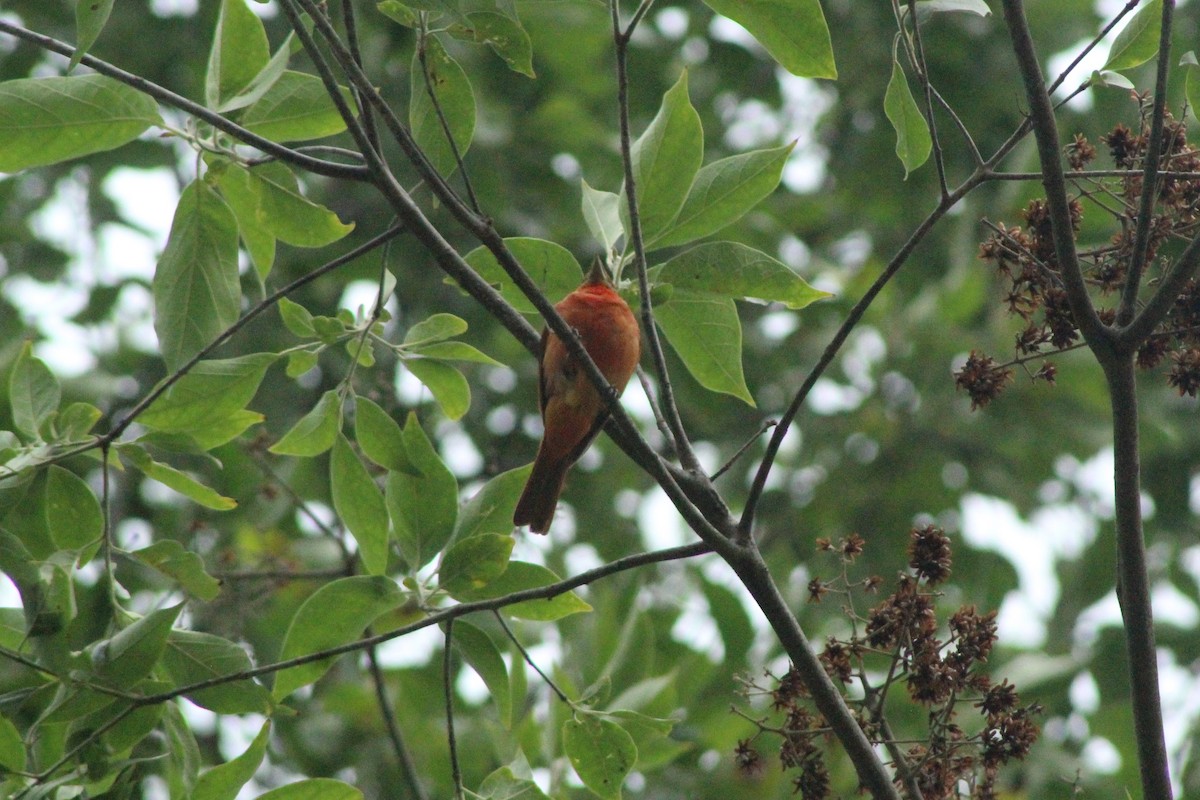 Hepatic Tanager - ML618405197