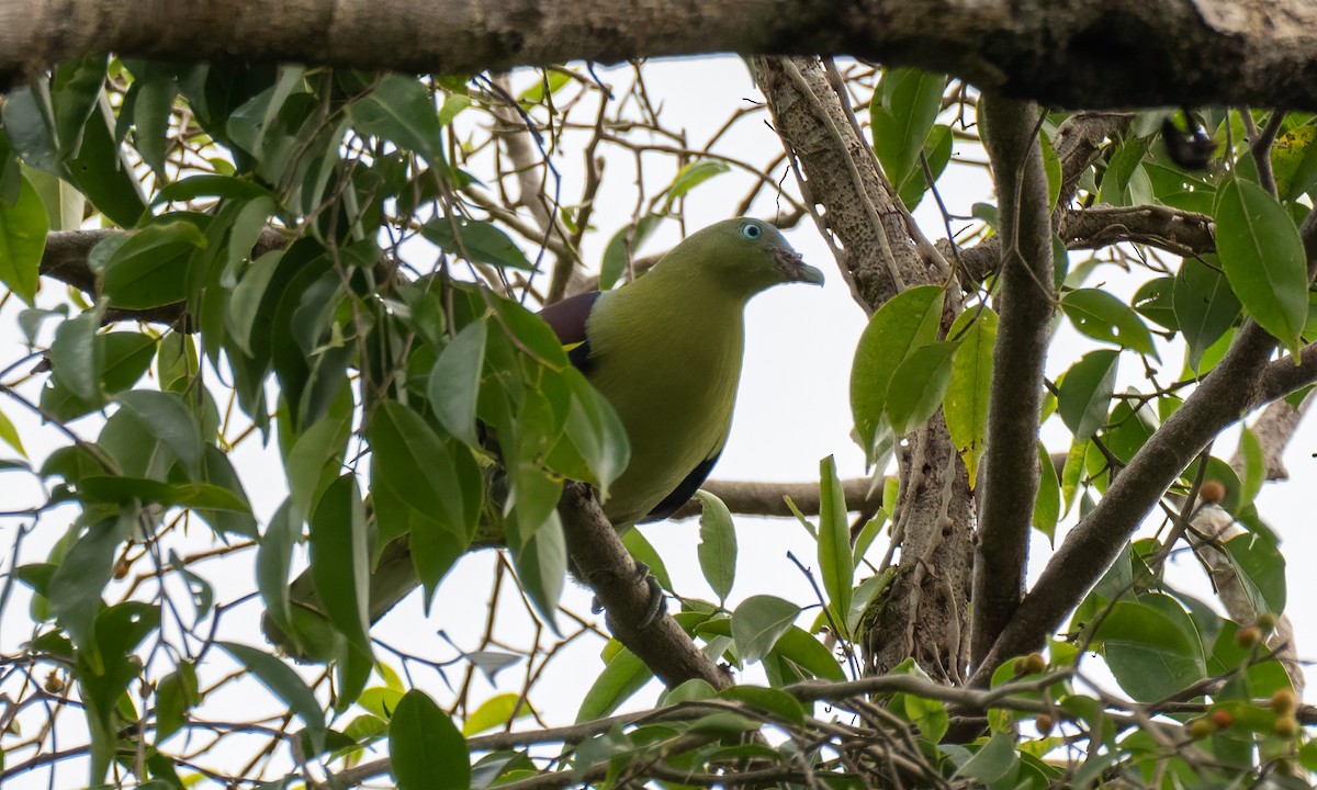 Philippine Green-Pigeon - ML618405204