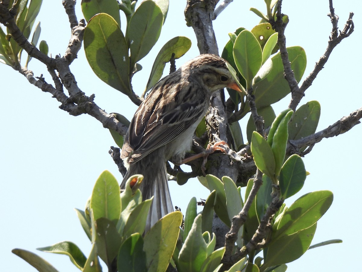 Clay-colored Sparrow - ML618405205