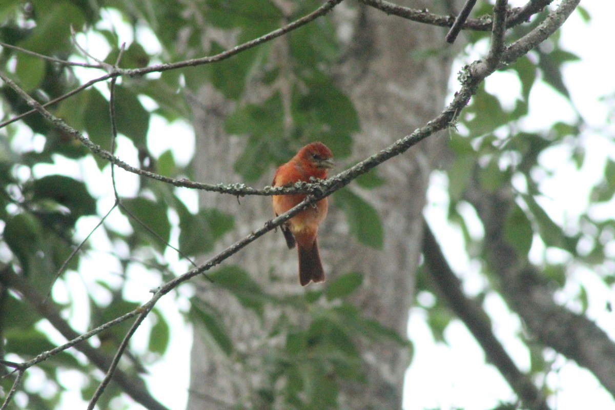 Hepatic Tanager - ML618405214